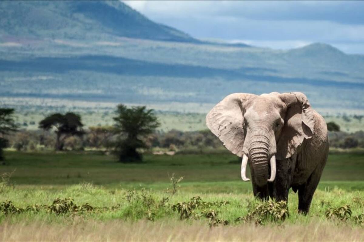 "La piña explotó en su boca": La terrible muerte de una elefante que estaba embrazada por comer una piña con petardos en la India