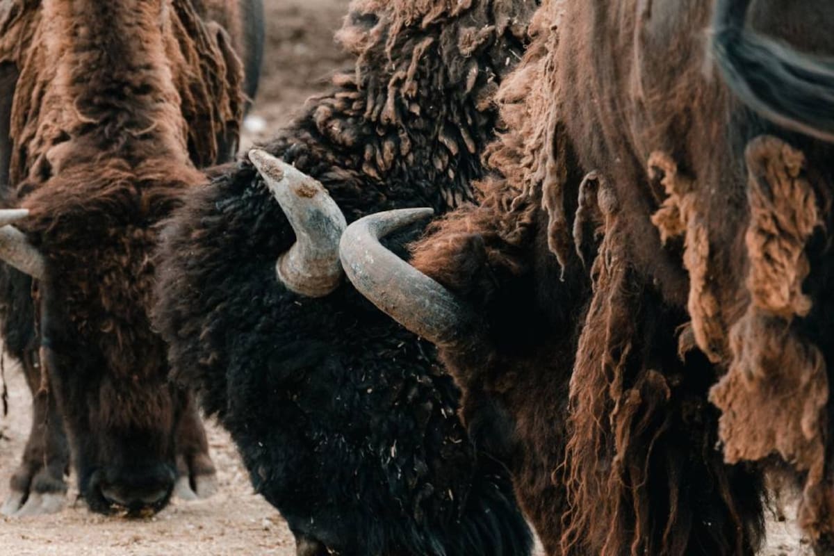 Zoológico de León aplica eutanasia a bisonte tras pelea con otro macho; una fractura le impidió volver a caminar