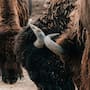 Zoológico de León aplica eutanasia a bisonte tras pelea con otro macho; una fractura le impidió volver a caminar