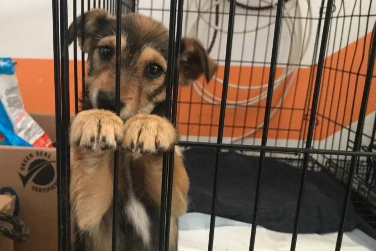 Entran en vigor ajustes en penas por maltrato animal