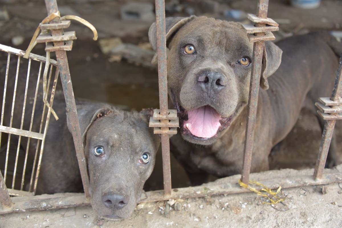Aprueban en comisión reglamento de protección y bienestar animal de SLRC