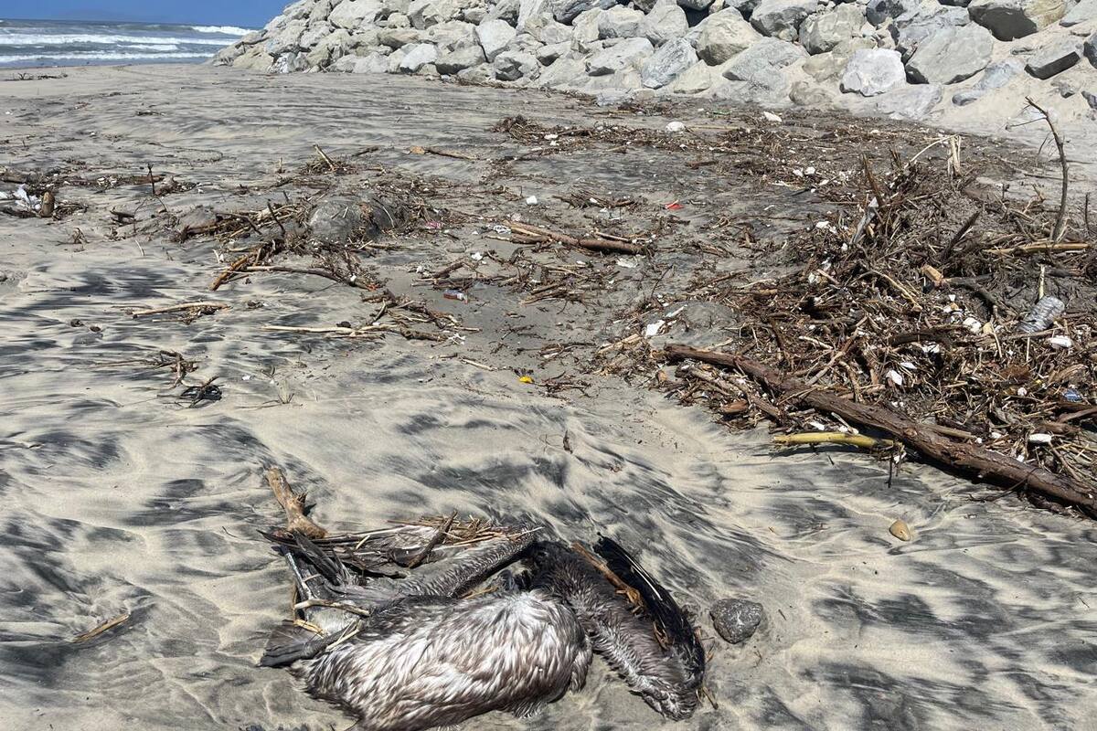 Playa en Rosarito luce llena de basura por desembocadura de arroyo Huahuatay