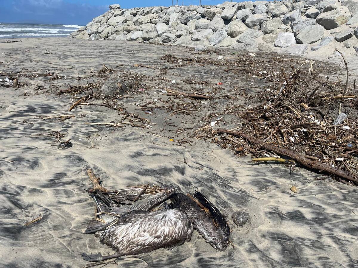 También se pueden observar algunos especímenes marinos muertos.