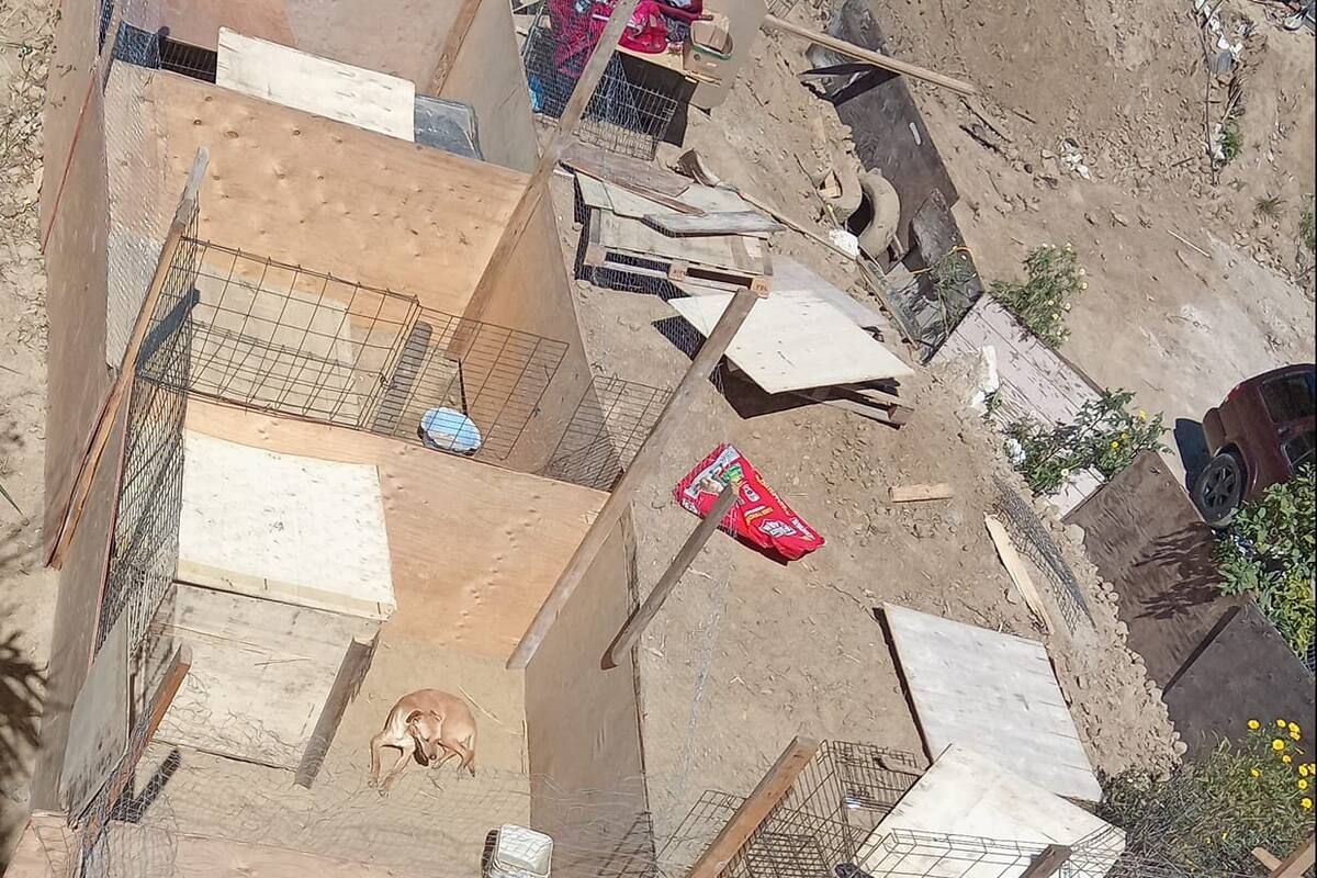 Piden más ayuda para animales