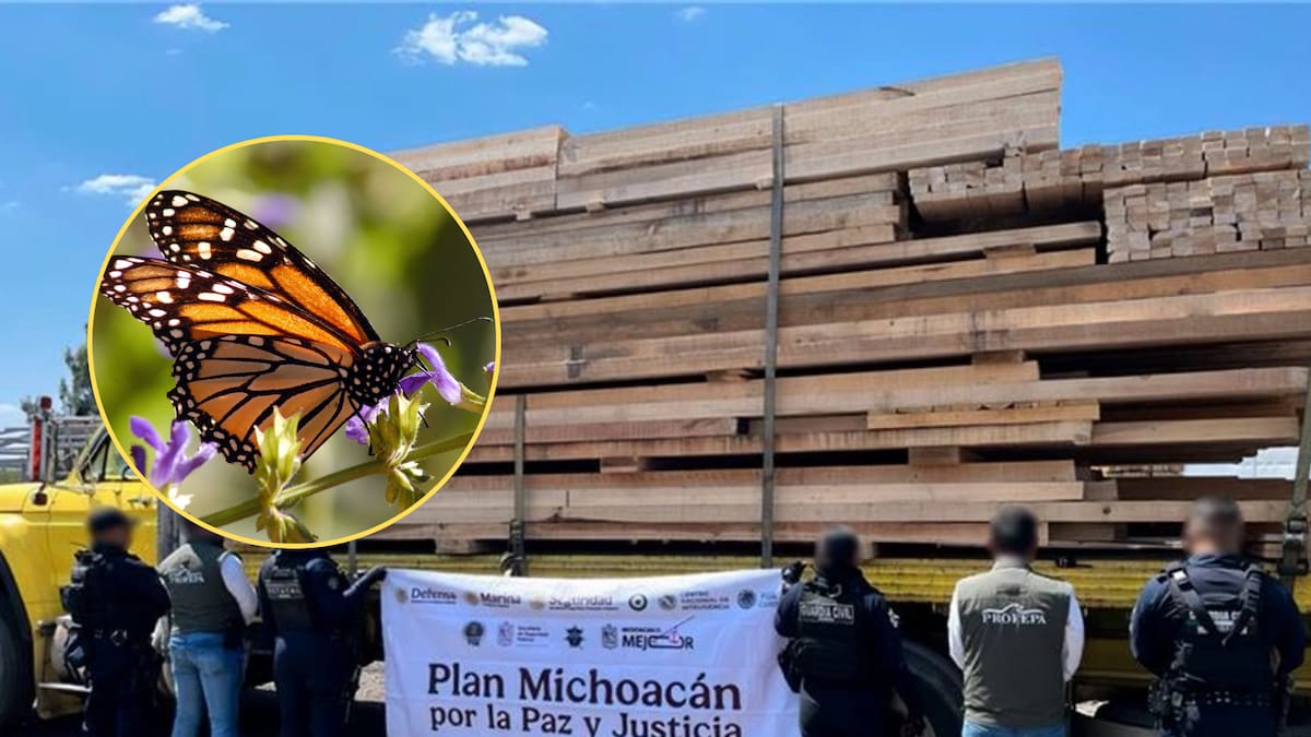 La Profepa confirmó la detención de 14 personas y el aseguramiento de 539 metros cúbicos de madera sin autorización durante un operativo en un área de la Reserva de la Mariposa Monarca, acción que derivó en procedimientos administrativos y penales para proteger ecosistemas forestales