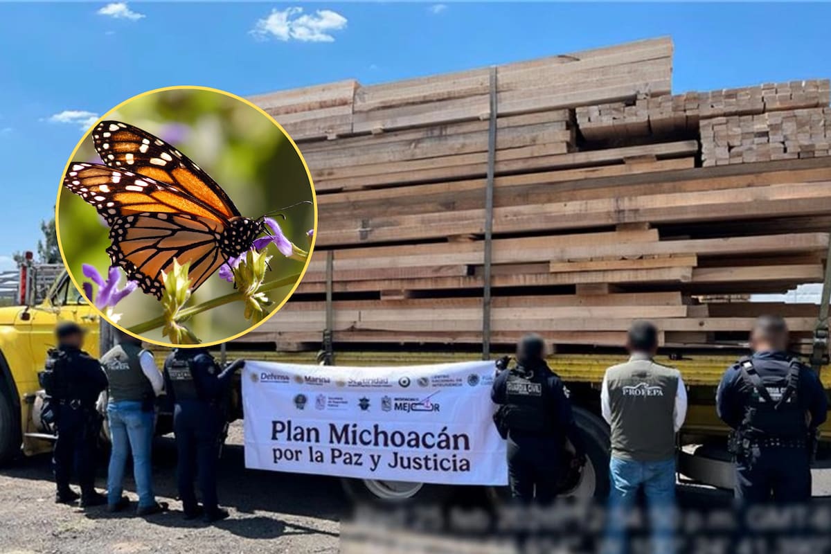 La Profepa confirmó la detención de 14 personas y el aseguramiento de 539 metros cúbicos de madera sin autorización durante un operativo en un área de la Reserva de la Mariposa Monarca, acción que derivó en procedimientos administrativos y penales para proteger ecosistemas forestales