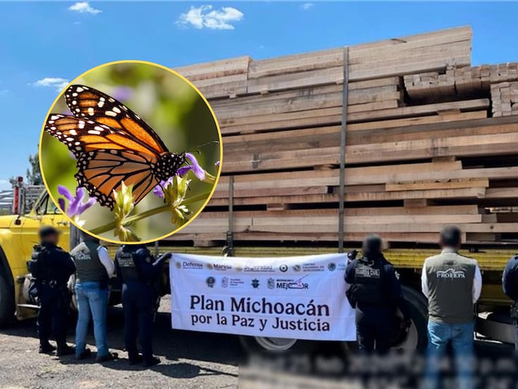 La Profepa confirmó la detención de 14 personas y el aseguramiento de 539 metros cúbicos de madera sin autorización durante un operativo en un área de la Reserva de la Mariposa Monarca, acción que derivó en procedimientos administrativos y penales para proteger ecosistemas forestales