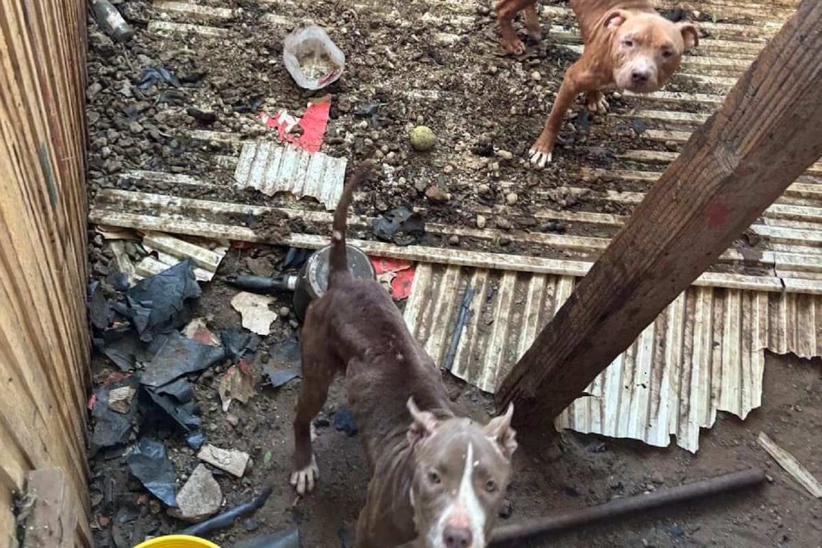 Rescatan a dos perros por maltrato animal