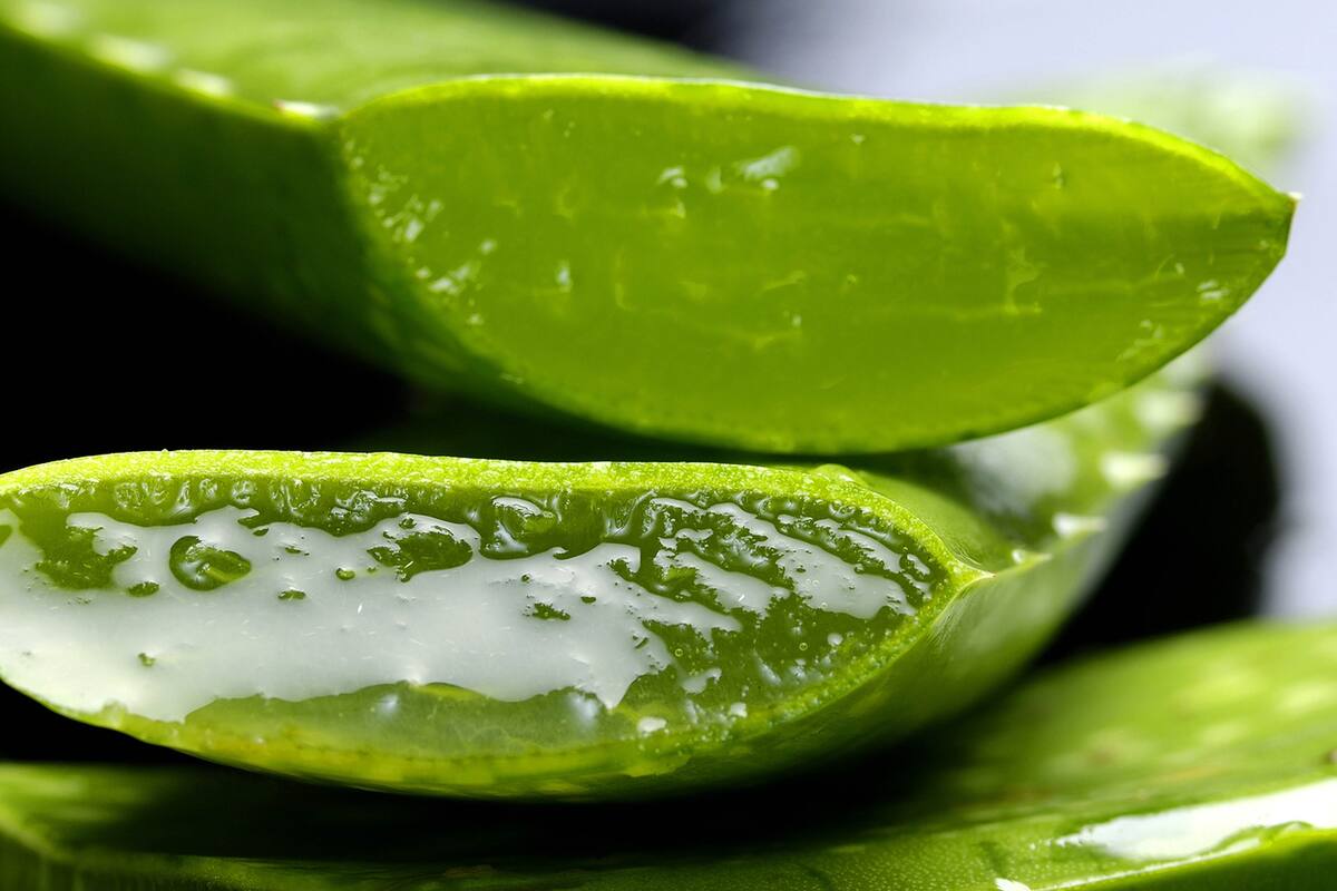 Aloe vera y sus beneficios a la piel