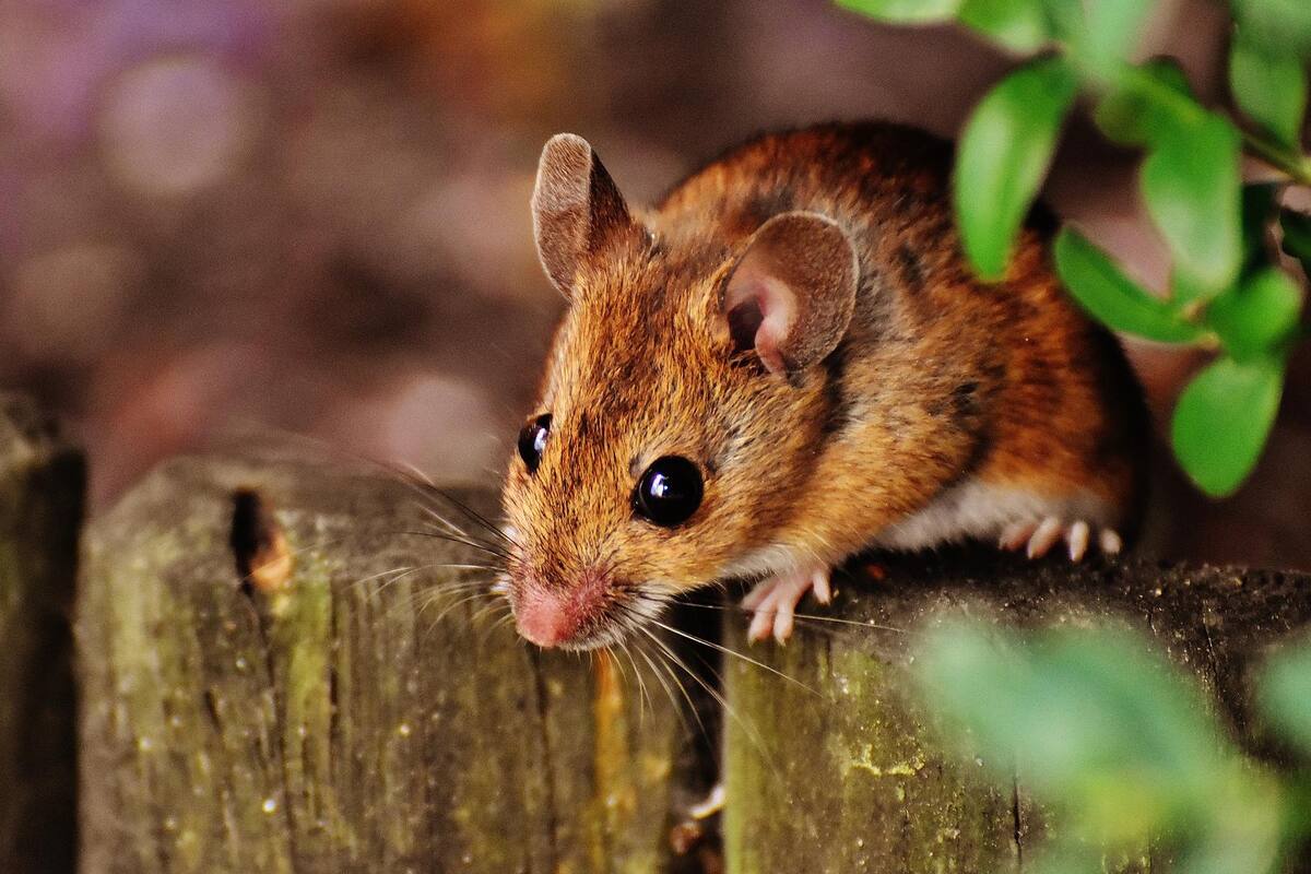 Mientras mundo combate coronavirus, reportan muerte por hantavirus en China
