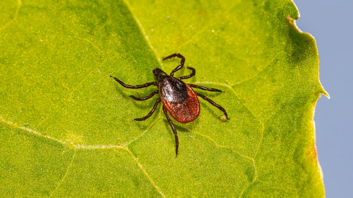 Estas especies crean microclimas húmedos y sombreados, ideales para que los parásitos se escondan y se reproduzcan, afectando a humanos y animales/Foto: Canva