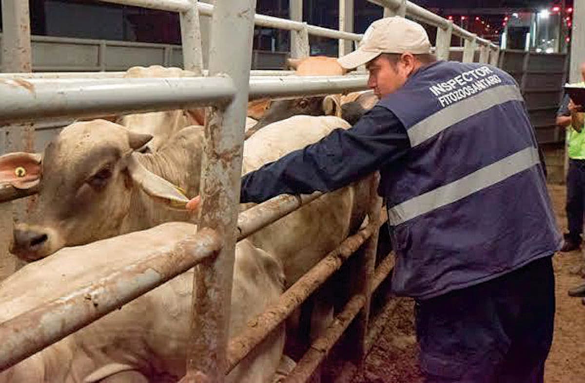 Los ganaderos del Sur de Sonora buscan demostrar que el estatus sanitario en esta región no se ha perdido y que se encuentran preparados para reanudar los envíos al mercado norteamericano. FOTO: ESPECIAL