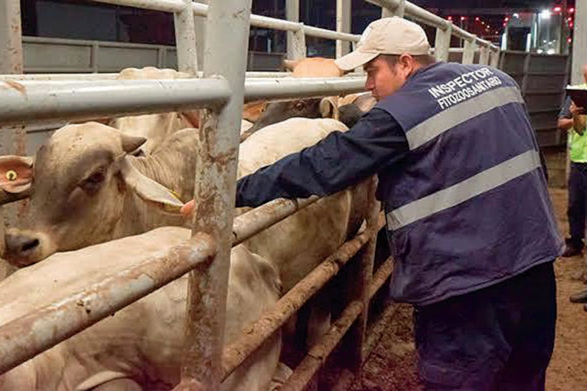 Ganaderos de Sonora buscan recuperar exportación de ganado con inspecciones sanitarias