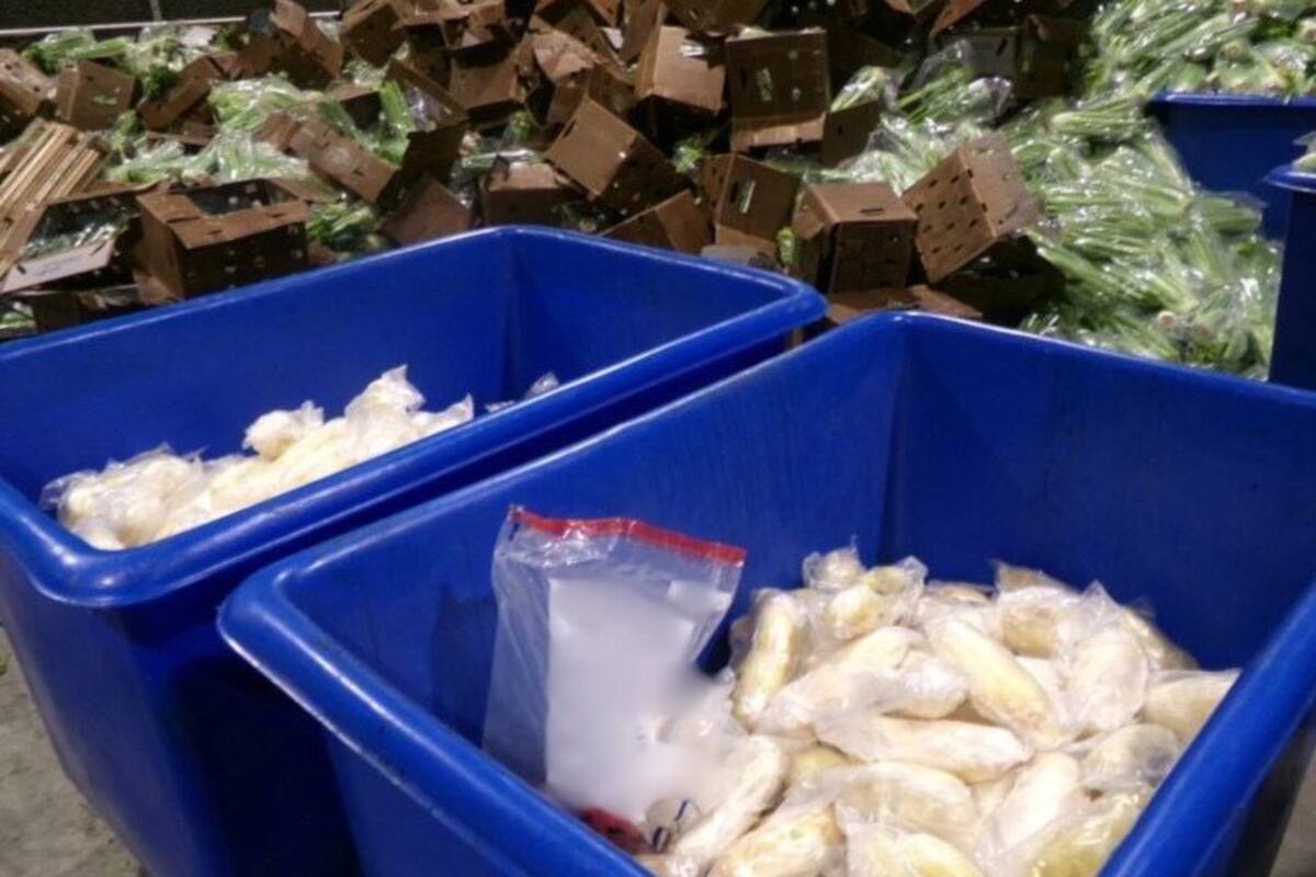 CBP decomisa en Otay Mesa más de 600 libras de metanfetamina en cargamento de apio