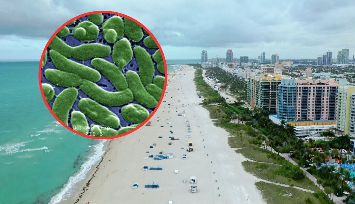 La bacteria carnívora Vibrio vulnificus habita en las aguas cálidas de la costa del Golfo de México y representa un riesgo para quienes nadan con heridas abiertas o consumen mariscos crudos.
