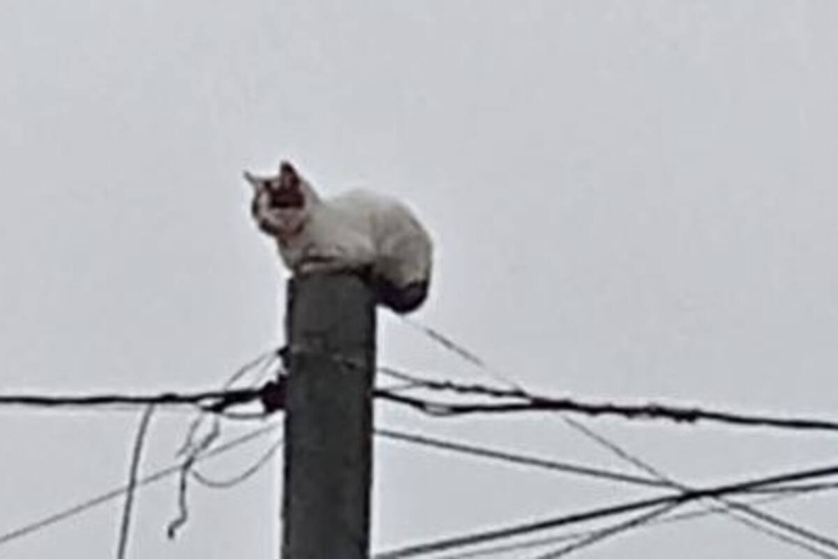 Bomberos rescatan a gatito de poste en Rosarito