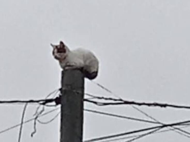 Bomberos rescatan a gatito de poste en Rosarito