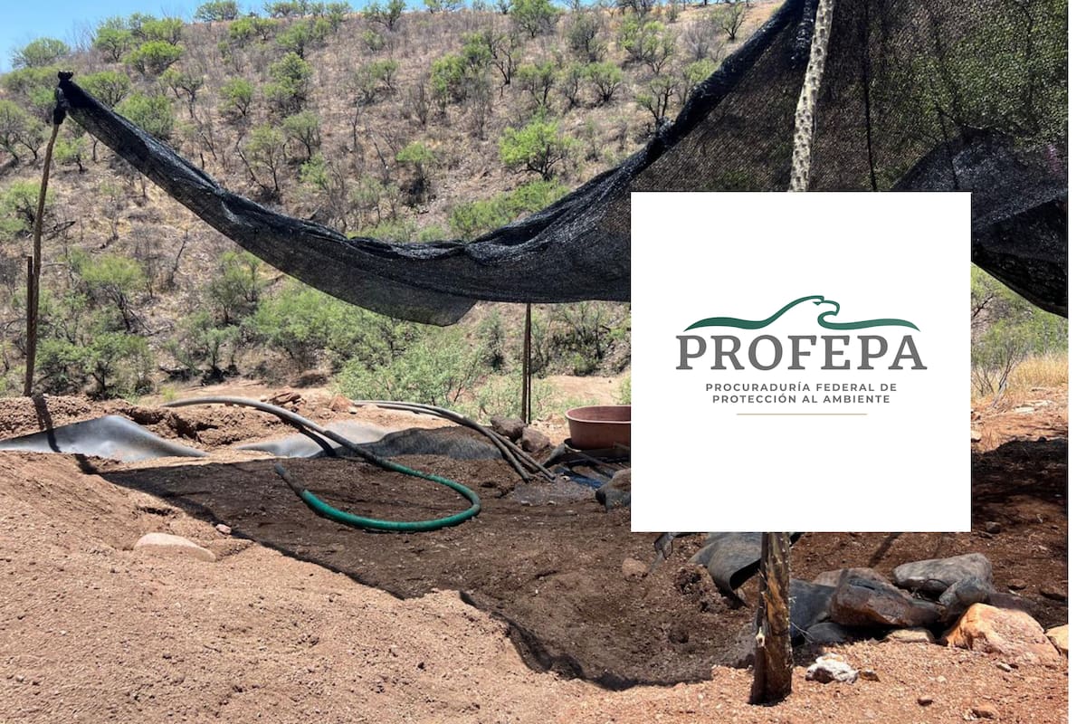 Profepa clausura dos predios por extracción de oro sin autorización ambiental en Sonora; uno se ubica en Cucurpe