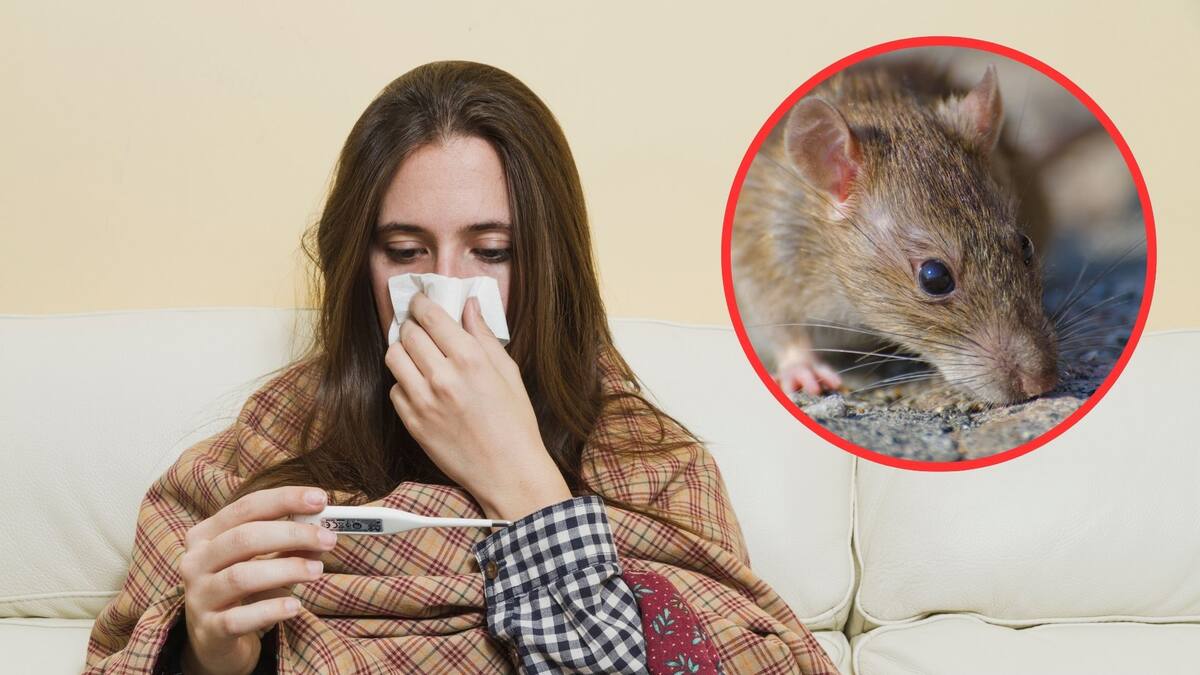 Posible caso de hantavirus en Illinois habría ocurrido tras limpiar una vivienda con excremento de roedores; autoridades aclaran que no está relacionado con el brote del MV Hondius