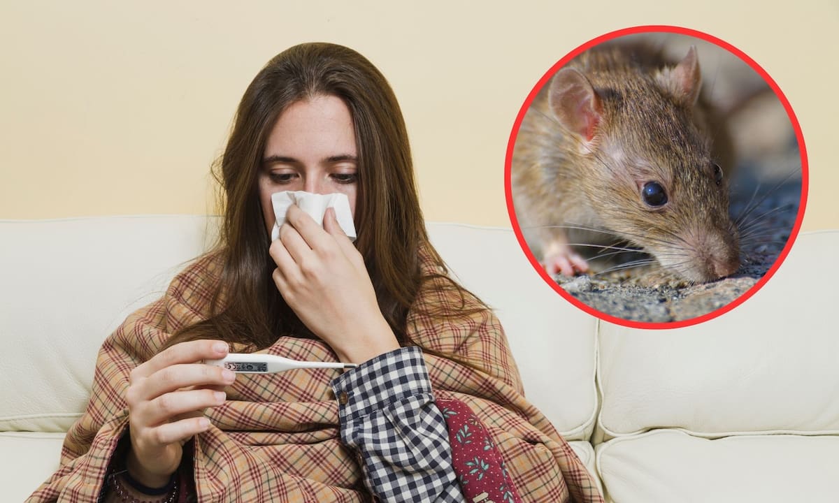 El hantavirus comienza con malestares similares a un resfriado pero evoluciona en 48 horas hacia una fase crítica de insuficiencia pulmonar letal que carece de una cura o tratamiento específico | Magnific