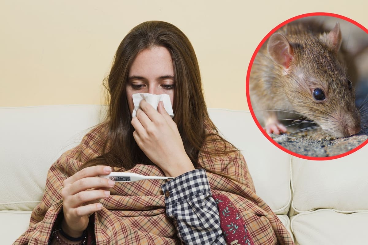 El hantavirus comienza con malestares similares a un resfriado pero evoluciona en 48 horas hacia una fase crítica de insuficiencia pulmonar letal que carece de una cura o tratamiento específico