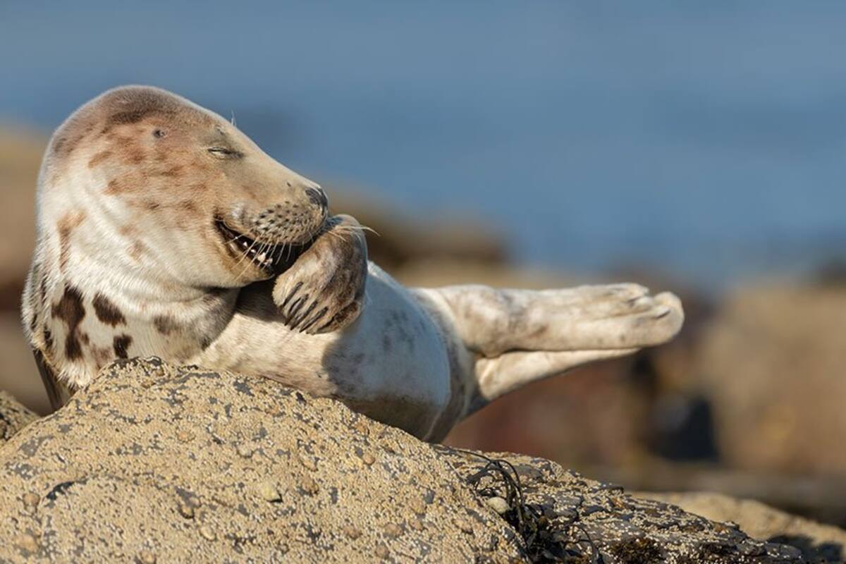 Comedy Wildlife Awards 2021: las fotografías más graciosas entre las finalistas a los premios
