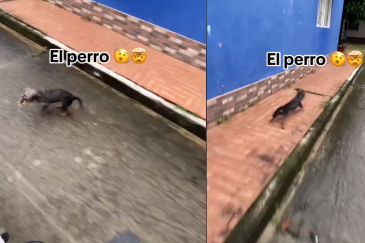 VIRAL: esta es la solución definitiva para ahuyentar a los perros que te persiguen en la calle