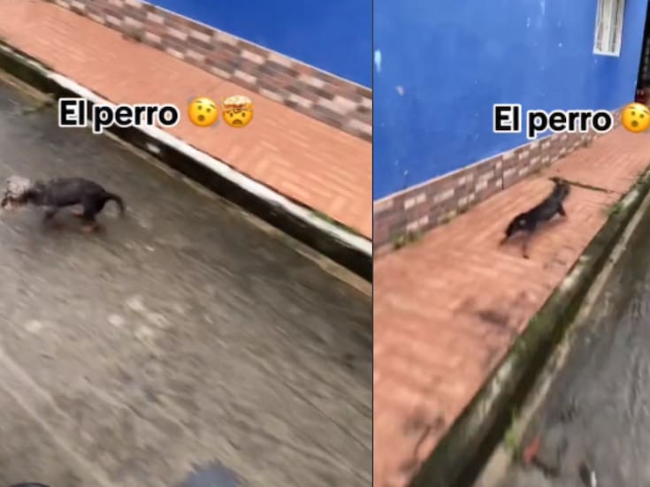 VIRAL: esta es la solución definitiva para ahuyentar a los perros que te persiguen en la calle