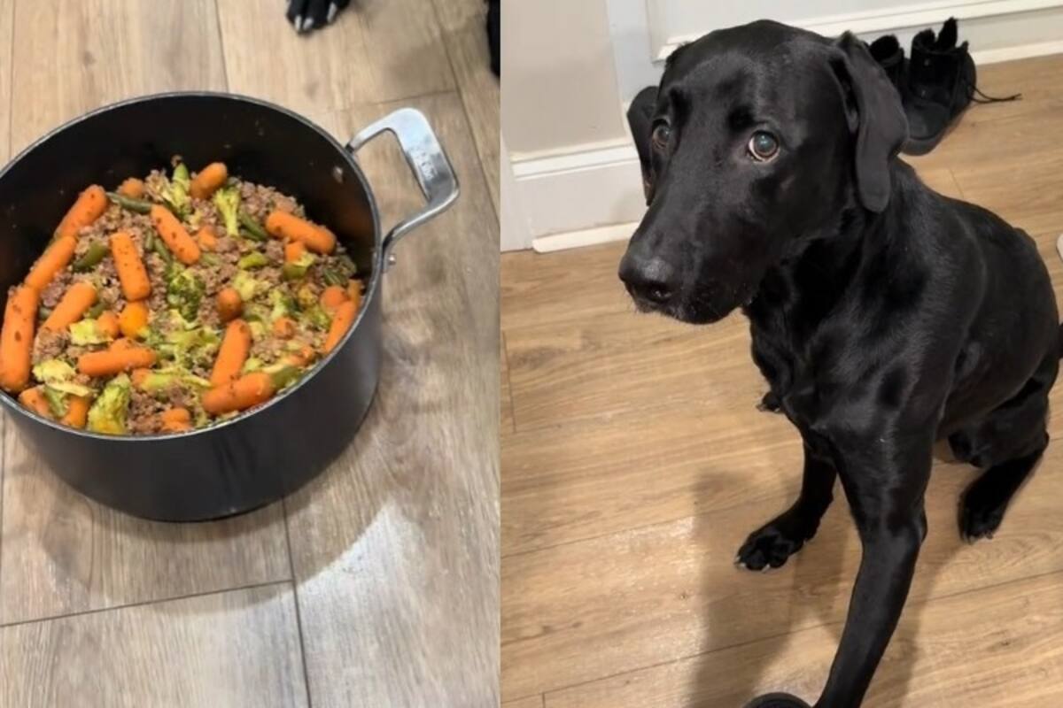 VIDEO: Un perro que elige su comida y reza antes de comer conquista TikTok