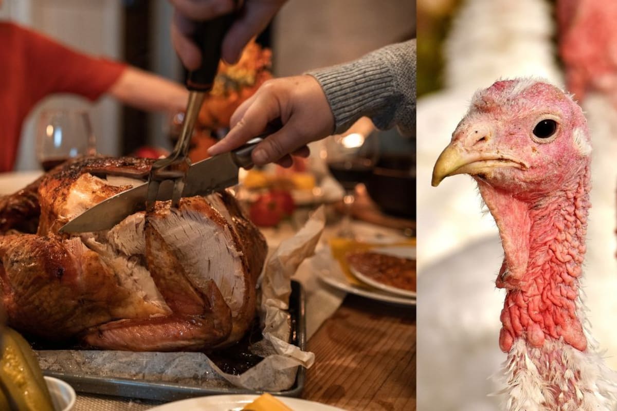 Los mexicanos sólo consumen Pavo en navidad por estas razones: Unión Nacional de Avicultores