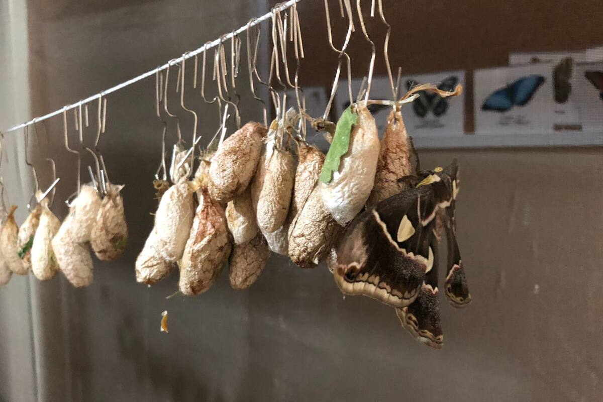 Comienzan a nacer primeras mariposas cuatro espejos de la temporada en el Yoo Juara