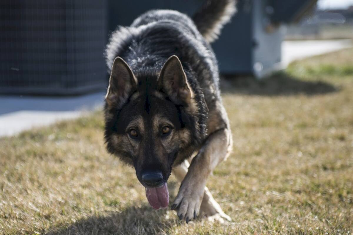 Hombre muere por presunto ataque de su perro pastor alemán en Chalco