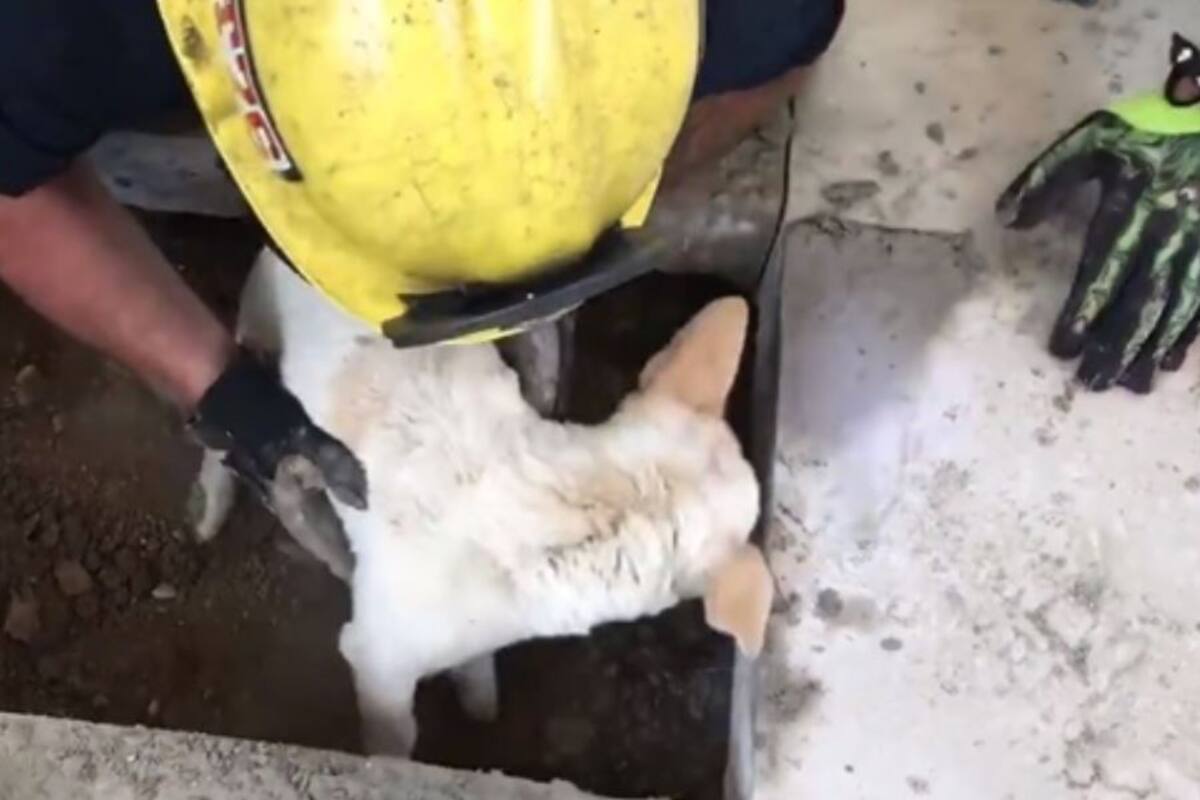 VIDEO: Bomberos abren piso para salvar a perro