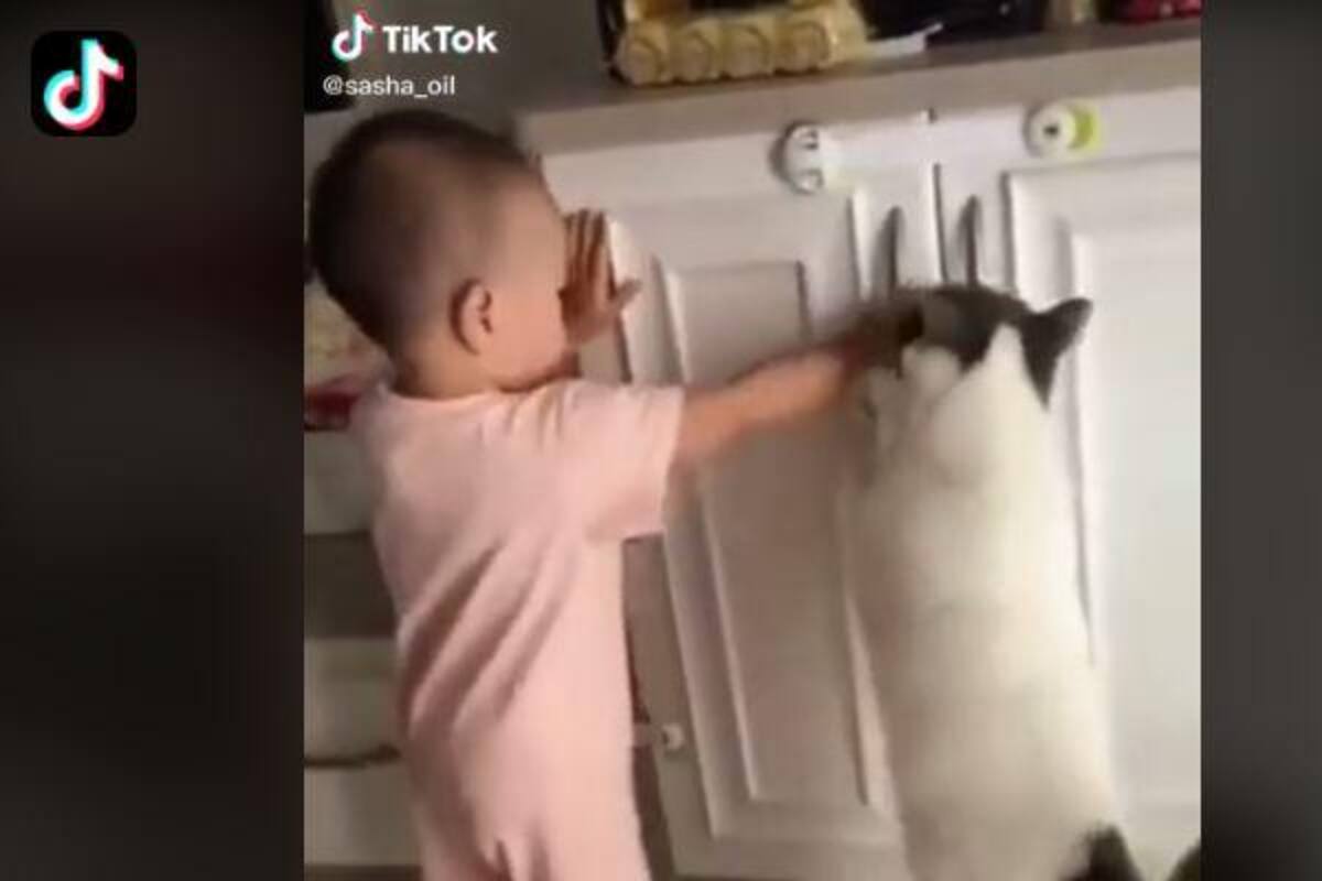 Gato impide que bebé logré abrir las puertas de una alacena, la escena se viraliza en TikTok
