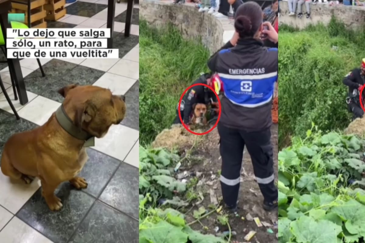 Mujer deja salir a su perro a pasear solo y termina llamando a emergencias tras encontrarlo atrapado en un hoyo