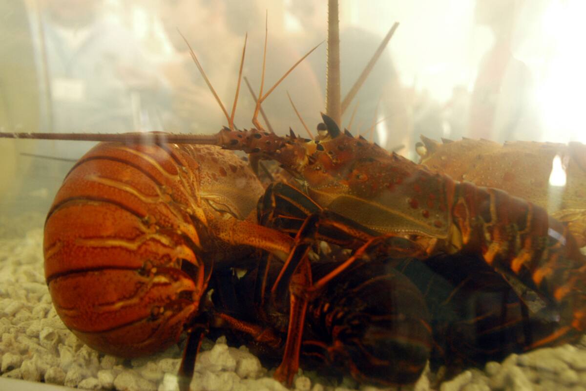 “Castiga” China a la langosta de Baja California