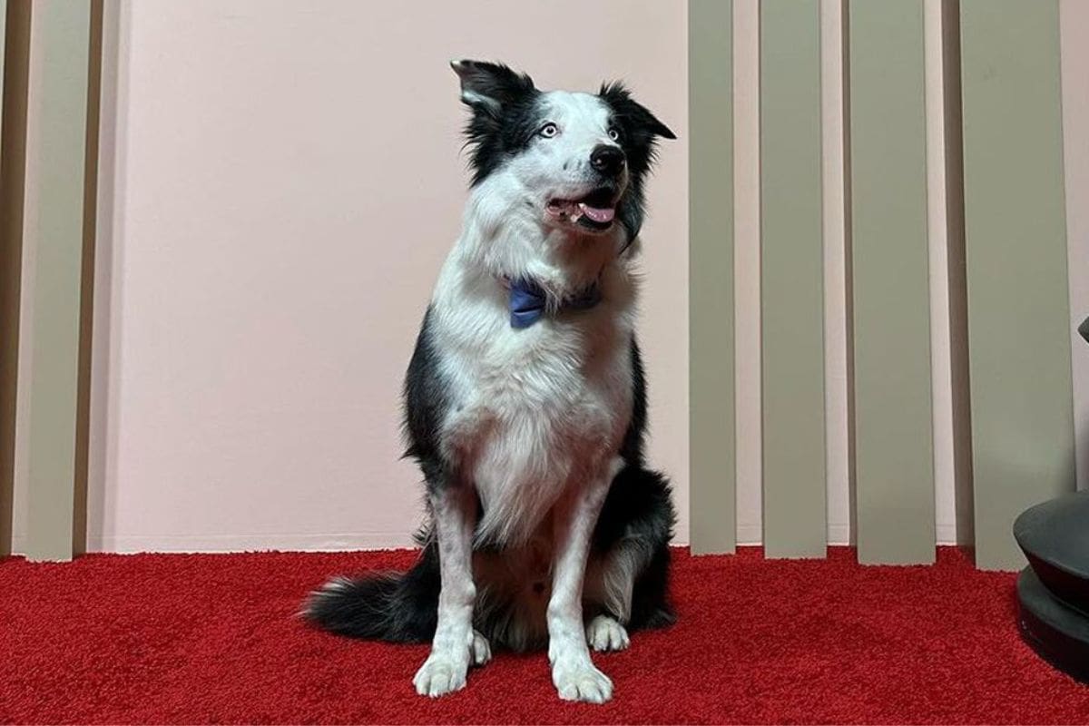 El perrito Messi grabó sus apariciones en los Oscar 2024 antes del evento para evitar el estrés