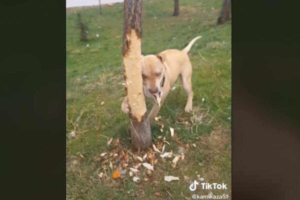 TIKTOK: Perro intenta tumbar un árbol para poder agarrar un gato