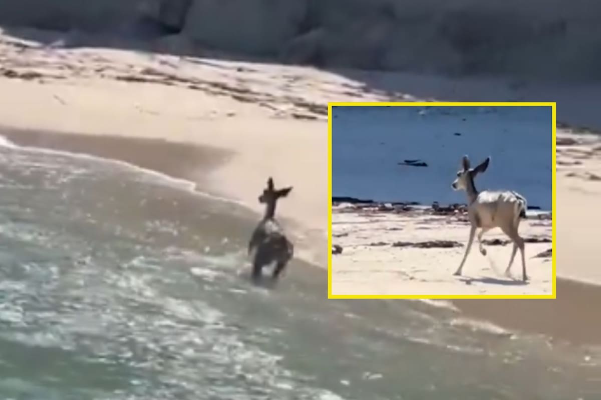 Pescadores de Bahía de Kino rescatan a venado bura: Nadaba cansado por las costas de BC y lo llevaron a la orilla (Video)