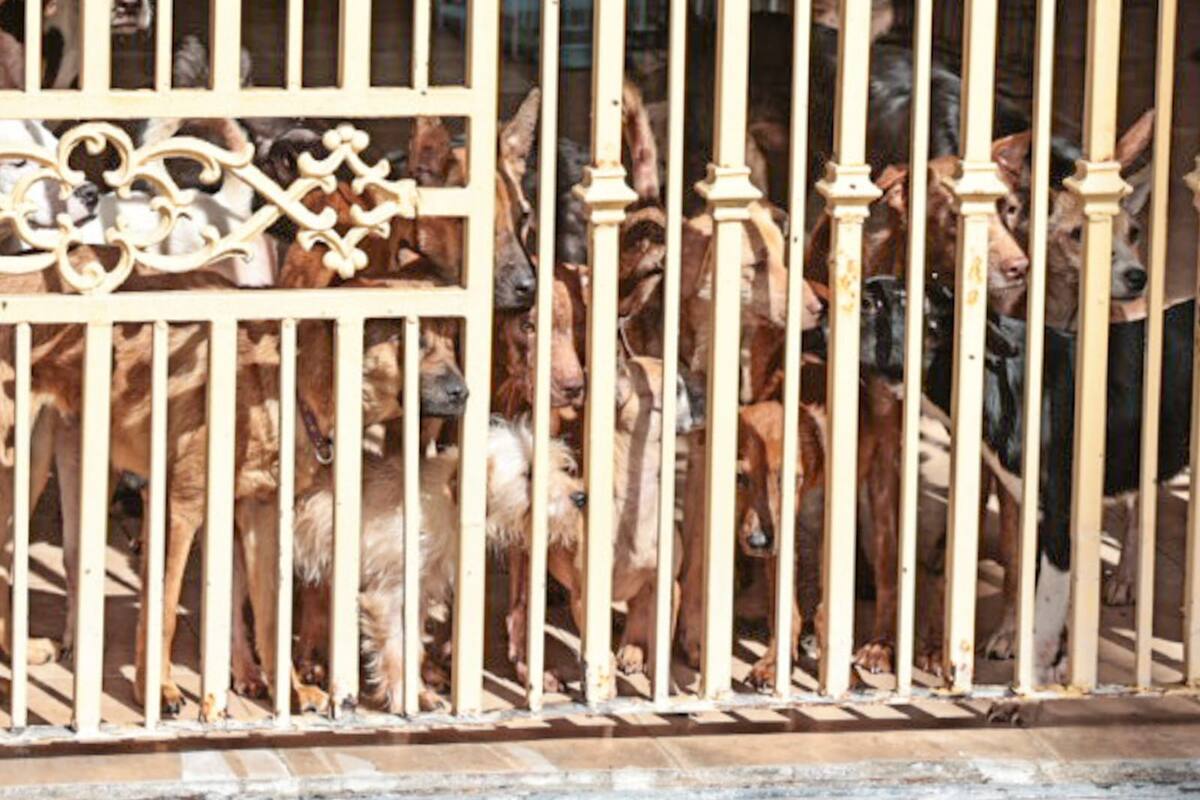 Animalista que resguardaba a 82 perros en su domicilio sigue en investigación