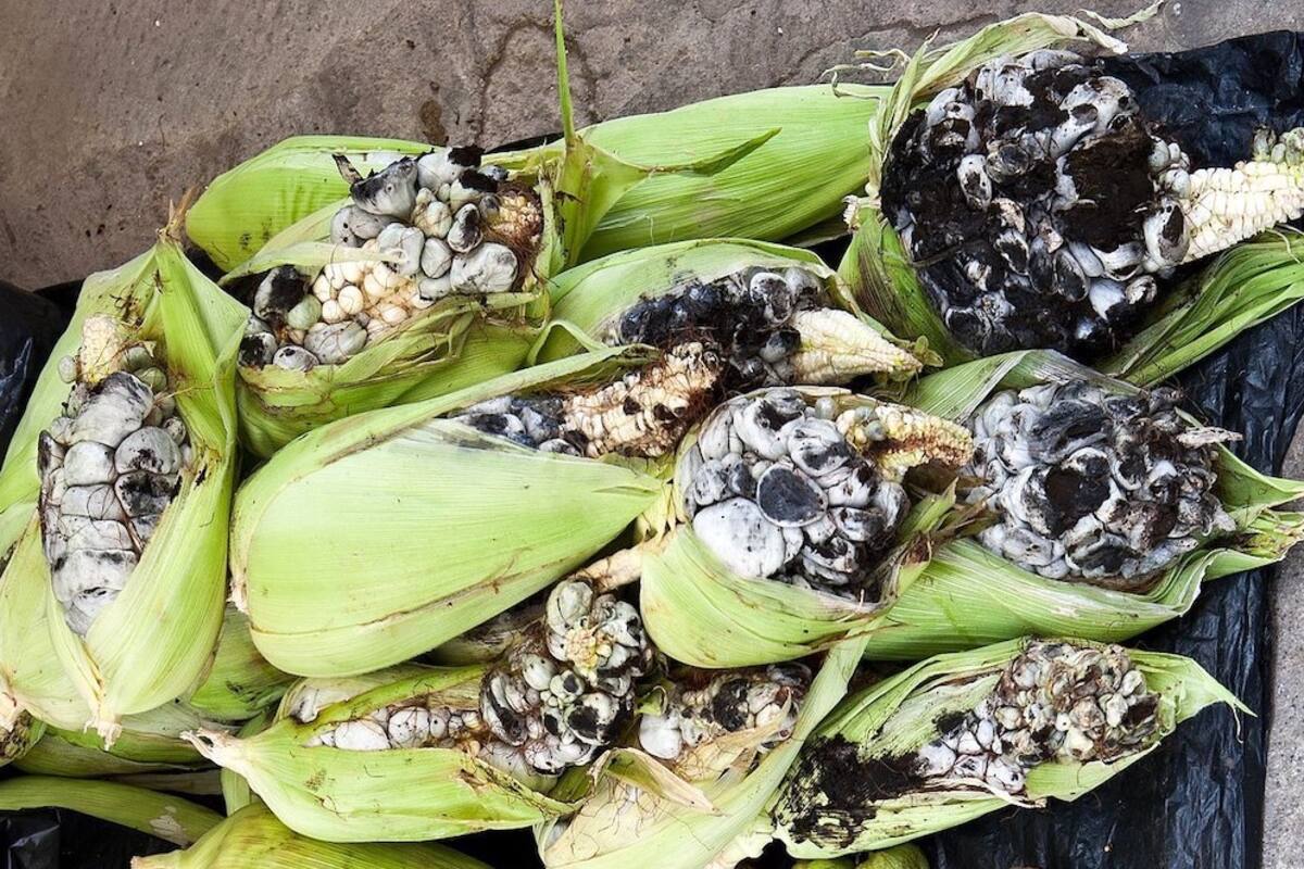 El cuitlacoche: Alimento tradicional de la cocina mexicana