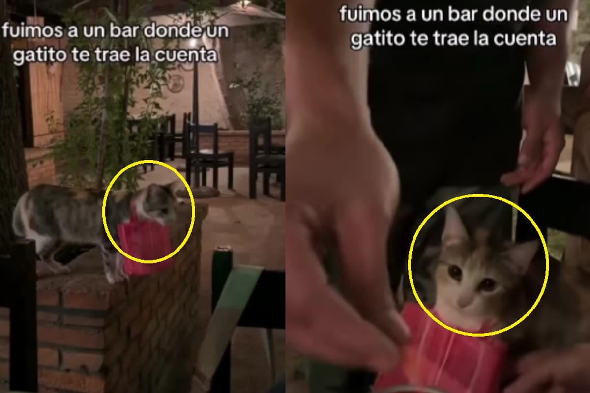 Jóvenes graban el momento en que un gatito les lleva la cuenta en un restaurante