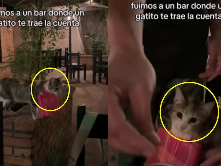 Jóvenes graban el momento en que un gatito les lleva la cuenta en un restaurante