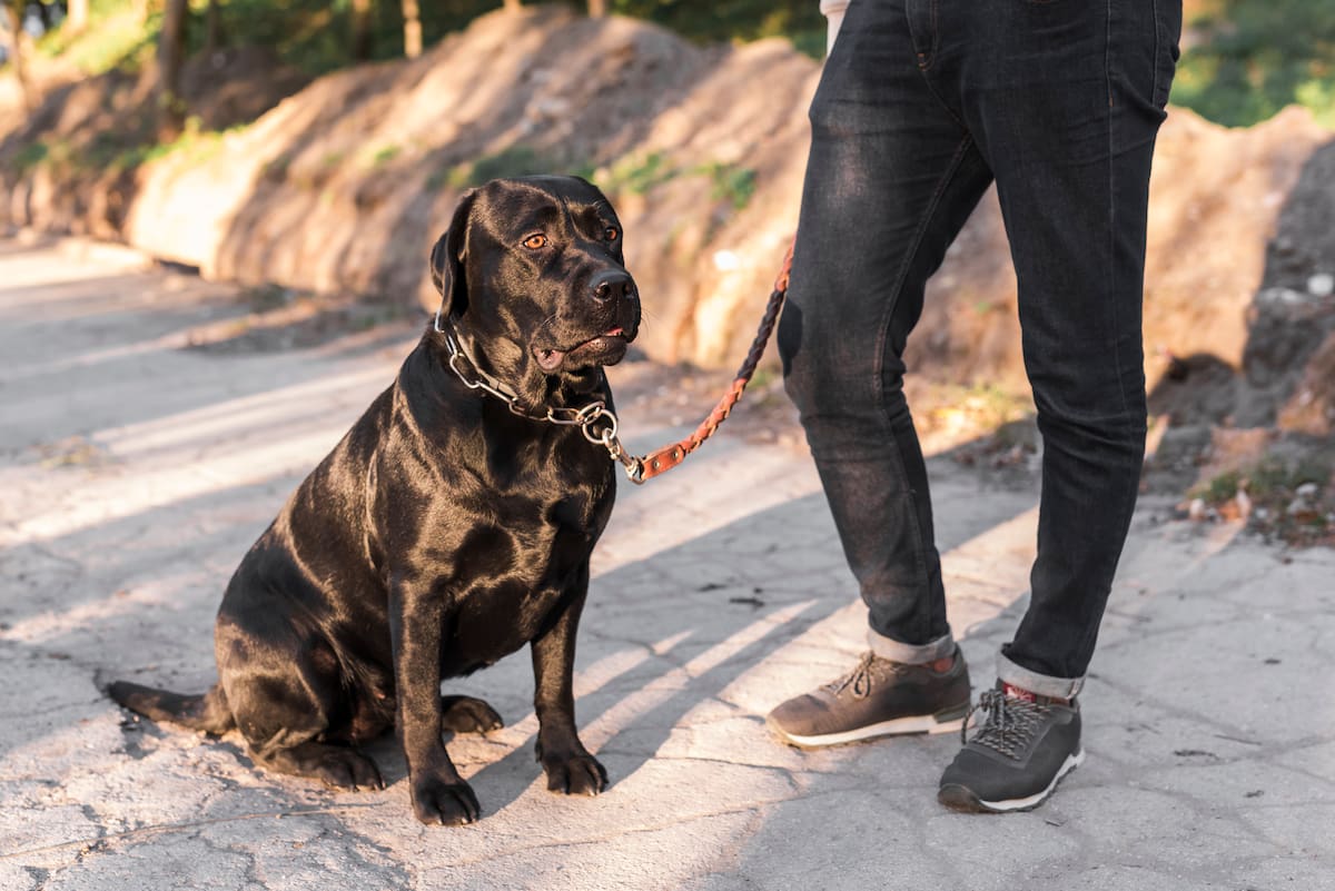 El costo anual de un seguro de responsabilidad civil para perros oscila entre los 2,400 y 5,300 pesos| Mangific