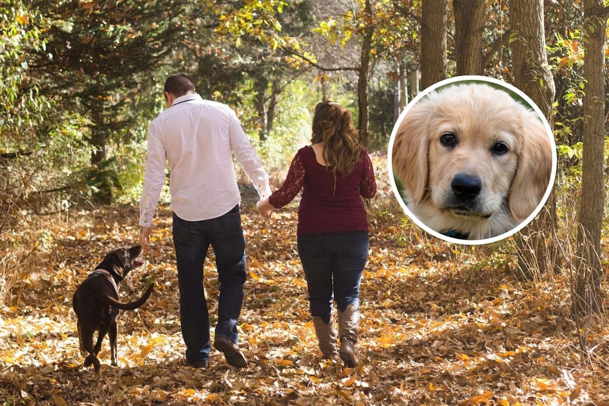 Estas son las razas de perros más amigables: ¿sabes cuáles son?