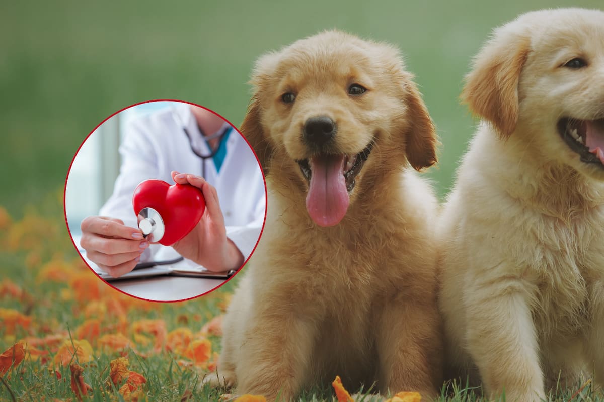 3 cachorros de Golden Retrievers están ayudando a curar una afectación cardíaca que podría puede ser mortal en los humanos, afirma estudio