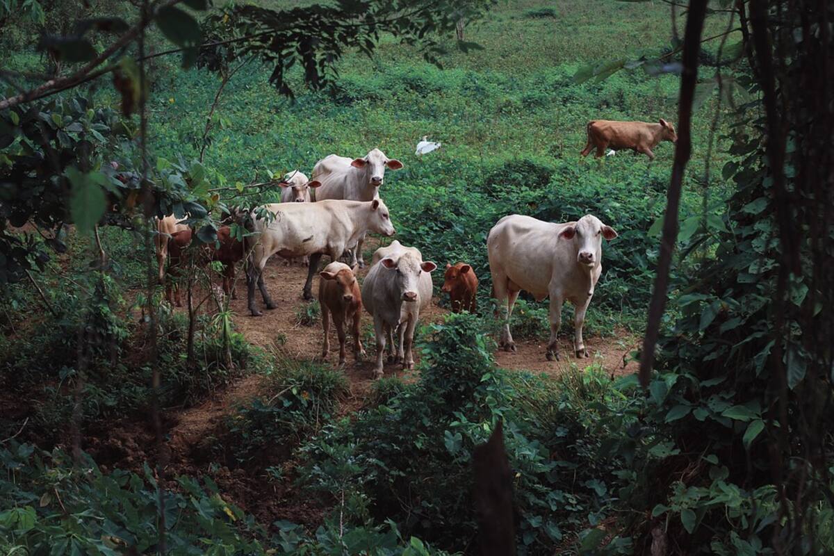 Vacas pasan todo el invierno encerradas