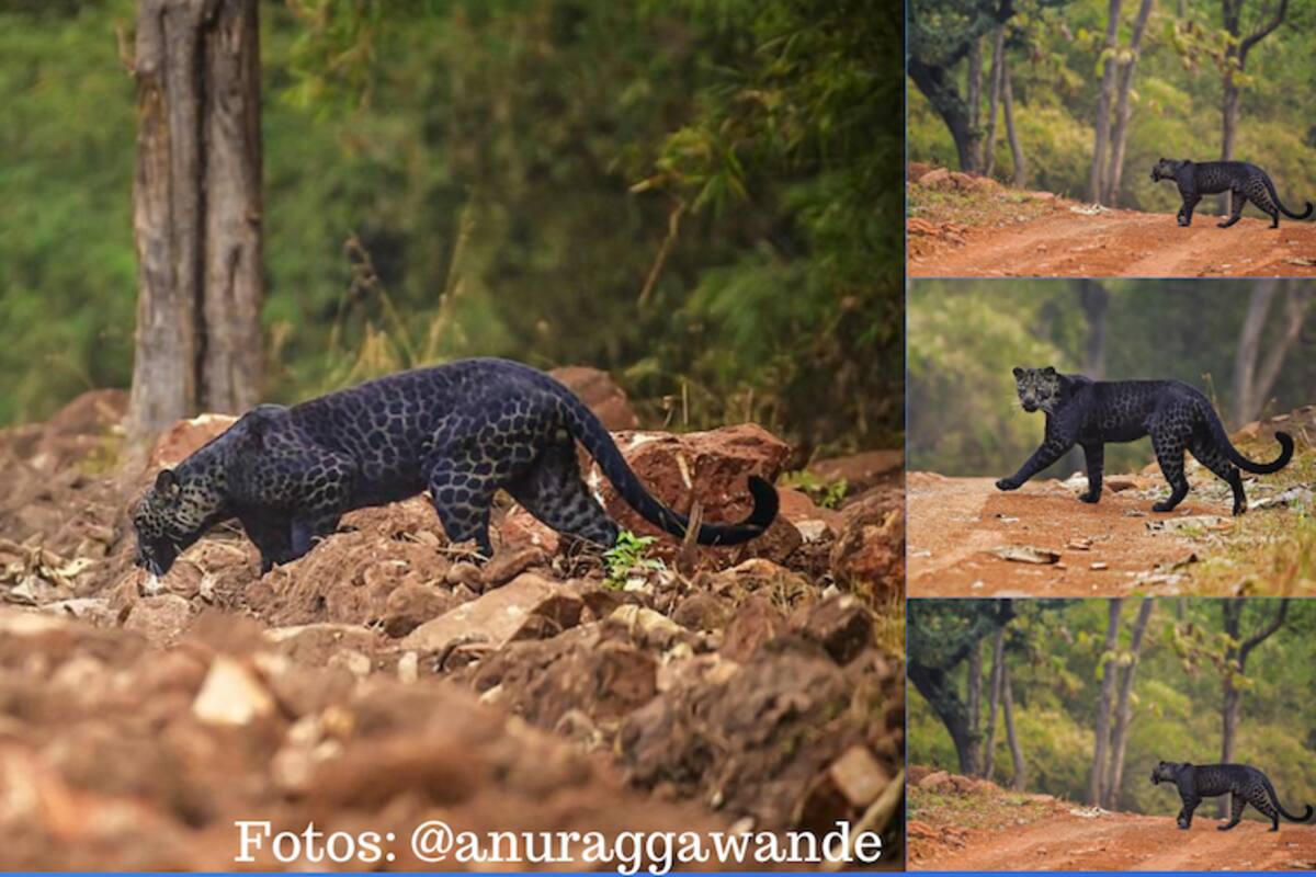 Captan bello y raro leopardo negro en hábitat natural