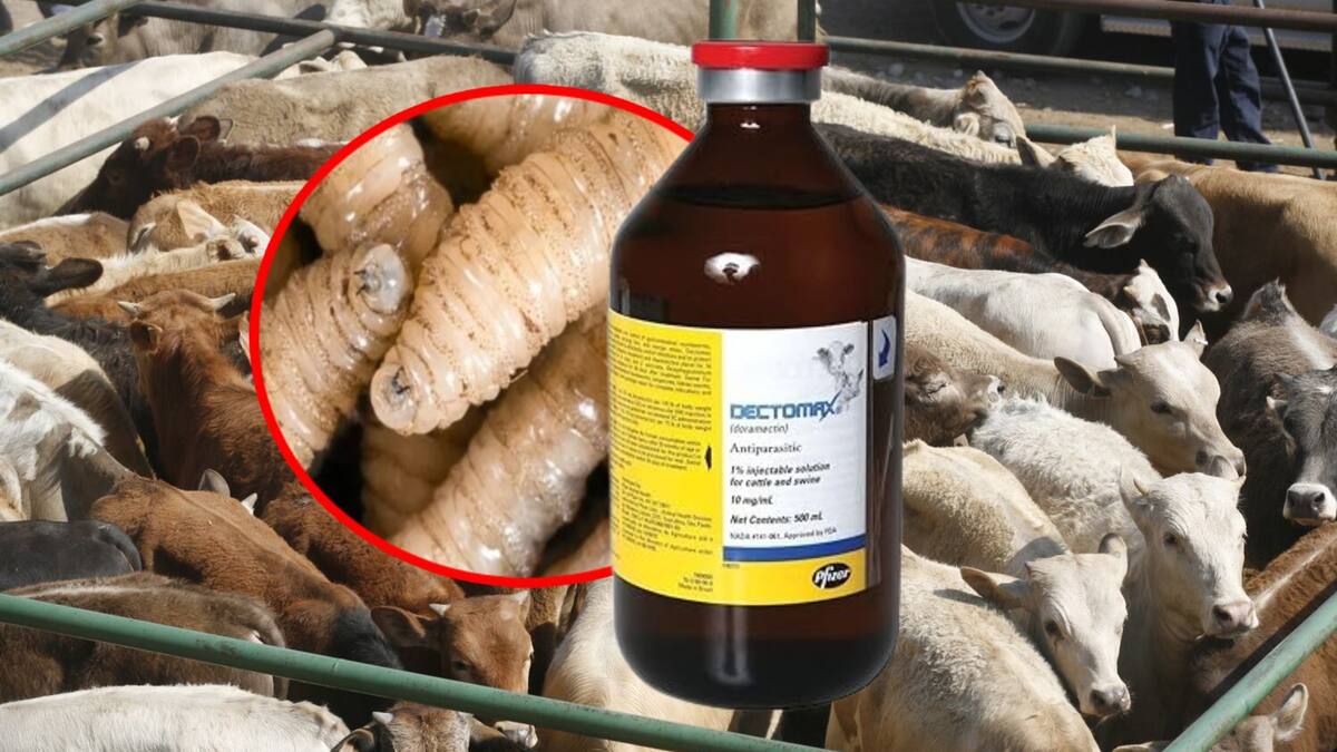 Dectomax es el primer fármaco autorizado para combatir el gusano barrenador en el ganado. |Archivo GH