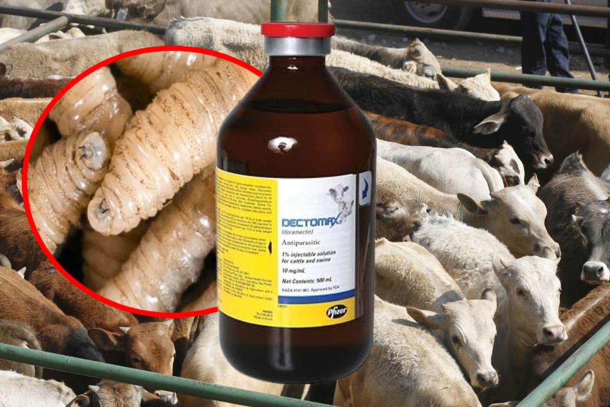 ¿Qué es Dectomax-CA1, el primer fármaco contra gusano barrenador autorizado por EEUU únicamente en bovinos?